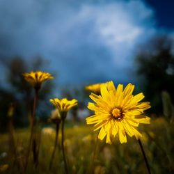 Close-up of yellow flowering plant on field