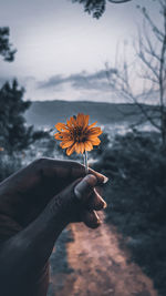 Person holding red flowering plant
