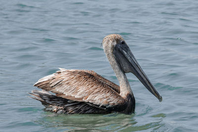 pelican