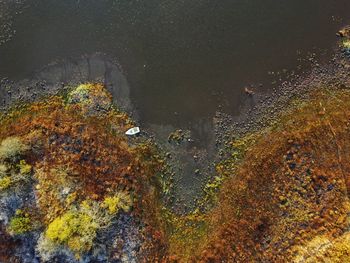 High angle view of trees growing on rocks