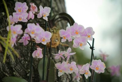 Close-up of pink flowers