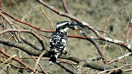 Close-up of bird perching on branch