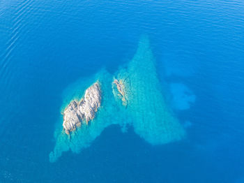 High angle view of turtle in sea