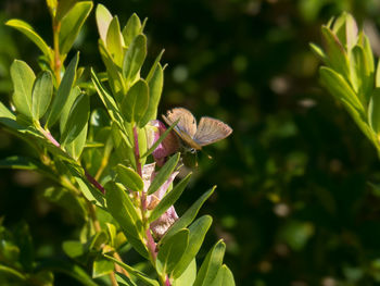 Close-up of butterfly pollinating flower