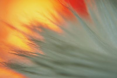 Full frame shot of orange flower