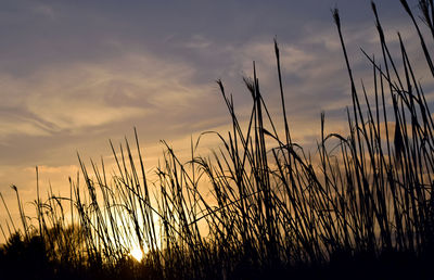 Silhouette plants against sky during sunset