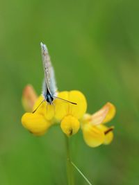 Close-up of insect on yellow flower