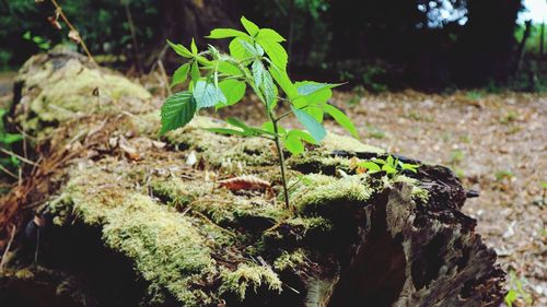 Close-up of small plant growing on tree trunk