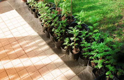 High angle view of plants