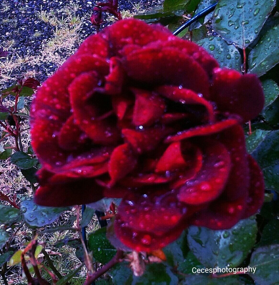 red, high angle view, close-up, freshness, flower, day, growth, outdoors, nature, no people, plant, food and drink, fruit, focus on foreground, food, pink color, beauty in nature, sunlight, flower head, heart shape