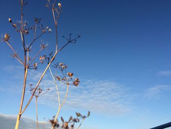 Low angle view of flowers against blue sky