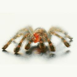 Close-up of over white background