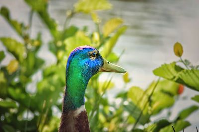 Close-up of a bird