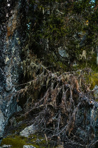 Close-up of moss on rock