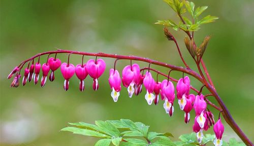 Close-up of pink flowers against blurred background