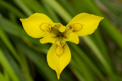 Close-up of yellow flowering plant