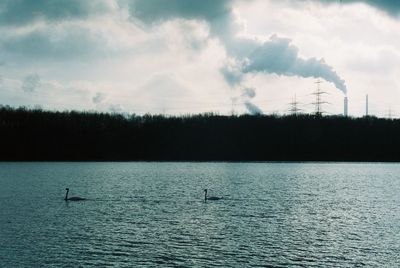 View of birds swimming in lake against cloudy sky