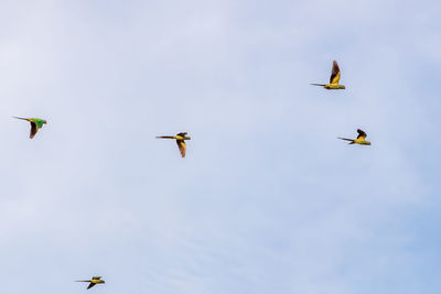 Low angle view of birds flying in sky