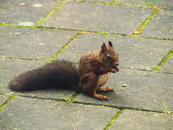 High angle view of squirrel on street