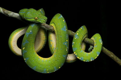Close-up of green snake on branch against black background