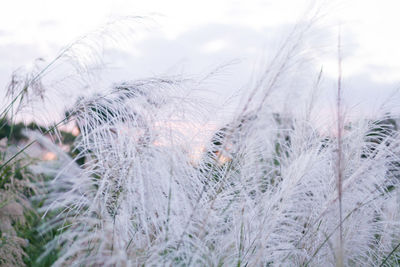 Close-up of plants on field against sky