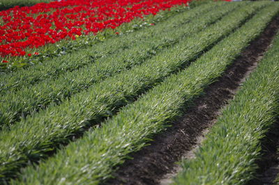 Close-up of fresh green field