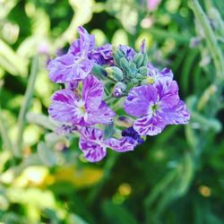 Close-up of wet purple flowers