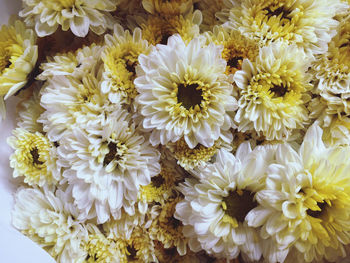 High angle view of flowering plants