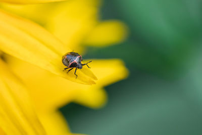 Close-up of insect on yellow flower