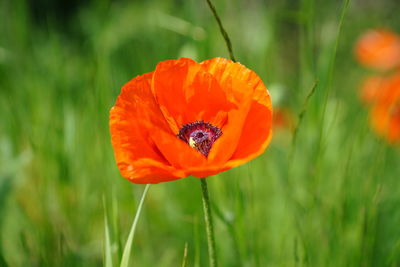 Close-up of orange poppy on field