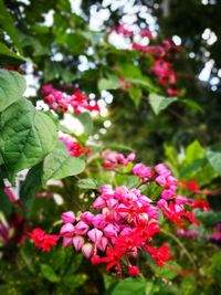 Close-up of pink flowers blooming outdoors