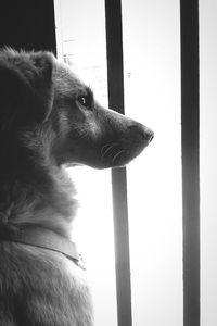 Close-up of dog sitting against window