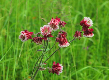 Close-up of red flowering plant on field