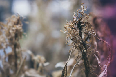 Close-up of dried plant
