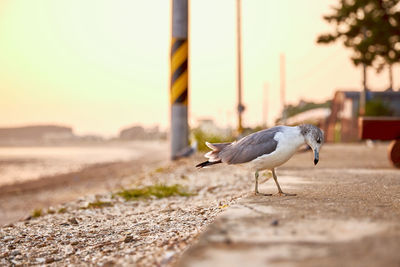 Close-up of seagull perching on the ground