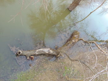 Reflection of trees in water