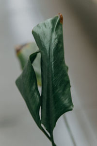 Close-up of leaf