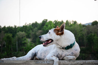 View of a dog looking away