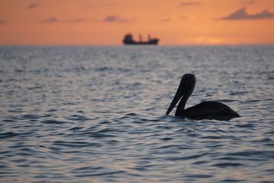 Close-up of swan swimming in sea during sunset