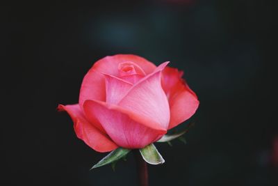 Close-up of pink rose against black background