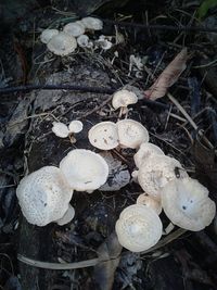 High angle view of mushrooms