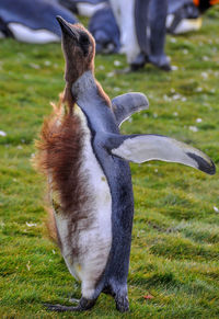 Full length of king penguin molting on field