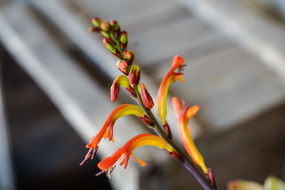 Close-up of orange flowering plant