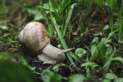 Close-up of snail