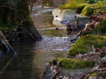 Stream flowing through rocks in forest