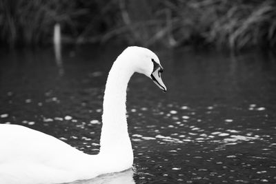Close-up of white swan swimming on lake