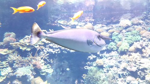 Close-up of fish swimming in sea