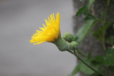 Close-up of yellow flower