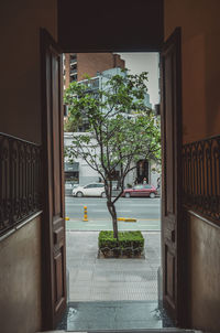 Potted plants outside building