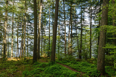 Trees in forest